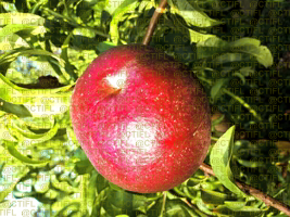 Fiches variétales Pêches Nectarines - Variété Honey Pride, nectarine à chair blanche (sur l'arbre)